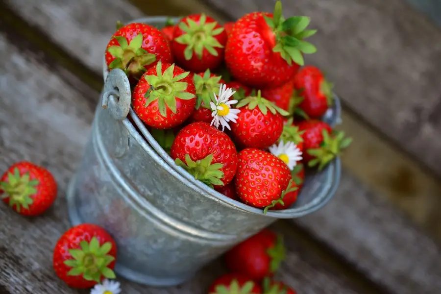 récolte des fraises