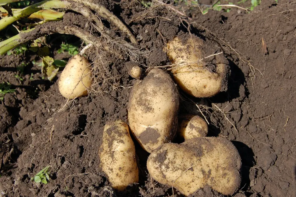 récolte pommes de terre