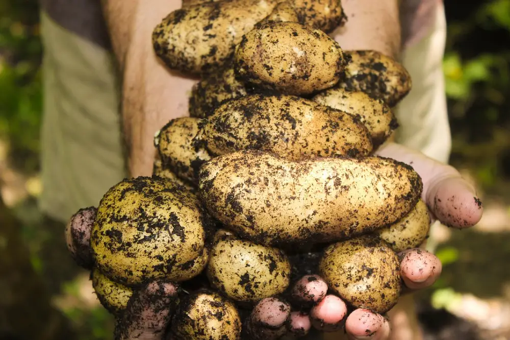 Quand et comment planter des pommes de terre dans votre potager