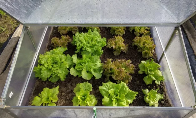 5 légumes à semer maintenant pour une récolte précoce en avril.