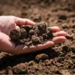 Comment tester la qualité de votre sol avant la plantation ?