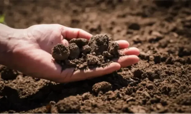 Comment tester la qualité de votre sol avant la plantation ?