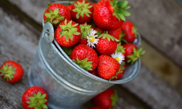 Réussir ses fraises : astuces et secrets pour une récolte abondante